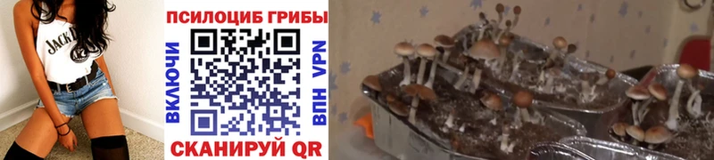 Псилоцибиновые грибы Psilocybe  Балтийск 