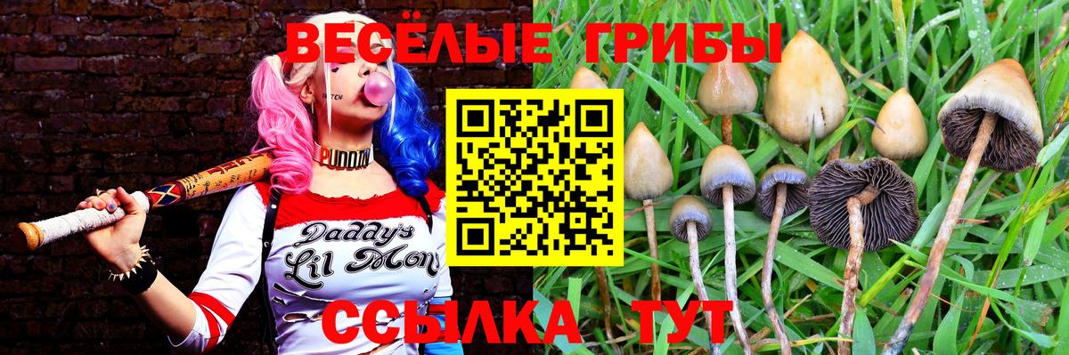 Галлюциногенные грибы прущие грибы Балтийск